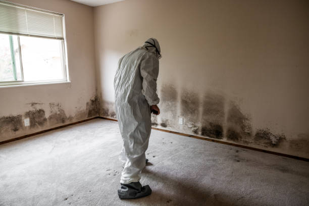 Professional Mold Inspection, Removal & Remediation in Candler Mcafee, GA